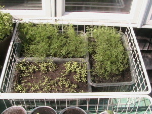 Dill with Late Planted Alyssum