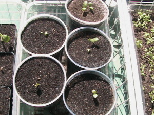 Cantaloupe Sprouting