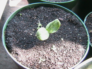 Watermelon Sprouting