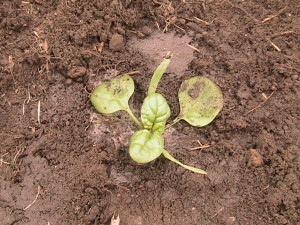 First Spinach Plant in Ground 2015