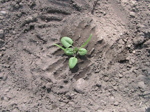 Spinach Plant in the Ground