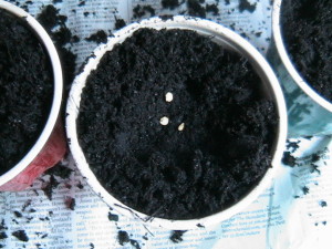 Pepper seeds in soil