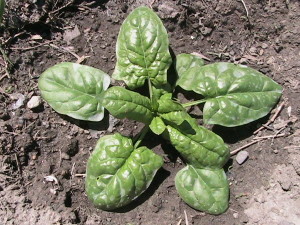 Spinach Plant Before Harvesting