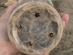 Tomato Roots in Cup