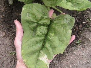 Supersized Spinach Leaf