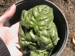 Spinach Leaves Harvested