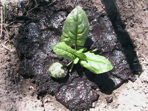 Spinach Plant After Harvesting