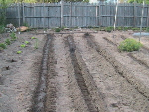 Carrots and Corn Planted