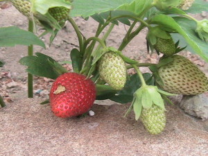 Strawberries Starting to Ripen