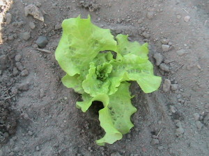 Black Seeded Simpson Lettuce Transplanted