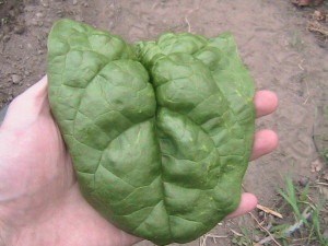 Large Spinach Leaf