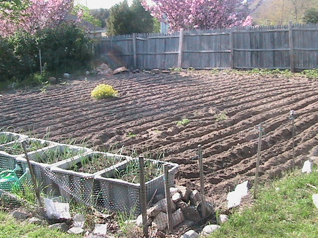 Finished Tilling The Garden And More Spinach Harvesting Eric S