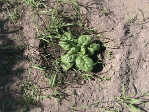 Before Weeding Spinach