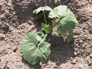 Squash Plant Transplanted