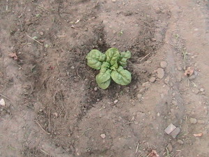 After Weeding Spinach