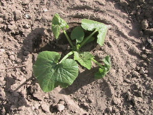 Squash Plant Transplanted #2