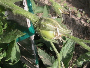 First Pollinated Tomato