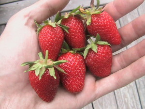 First Strawberries Harvested