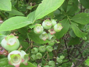 Green Blueberries