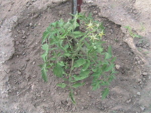 Tomato Plant Weeded
