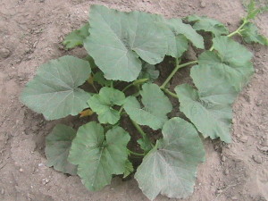 Pumpkin Plant Weeded
