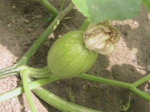 Second Pollinated Pumpkin from Same Plant