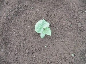 Late Cucumber Plant Weeded
