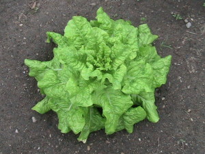 Full Iceberg Lettuce Plant