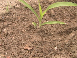 Corn Plants Weeded