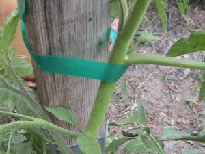 Tomatoes Tied to Stakes