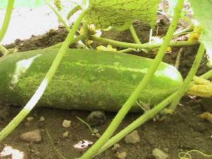 More Cucumbers on the Way