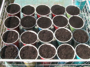 Cabbage and Broccoli Planted