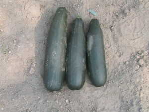 Three Large Zucchinis