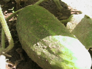 Another Cucumber