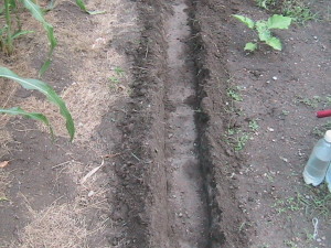 Another Row of Carrots Planted