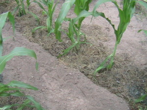 Mulch Placed Around Corn Stalks