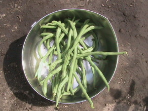 First Harvest of Beans