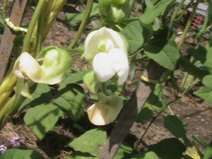 Pole Bean Flowers