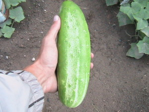 Another Large Cucumber Picked