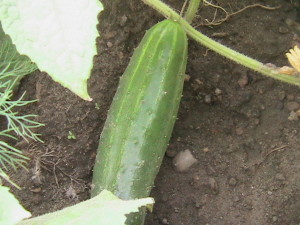 Cucumber on Vine #2