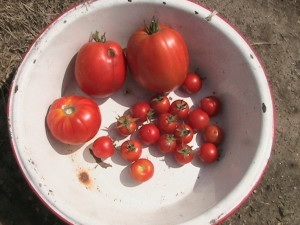 All Tomatoes Harvested