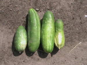 Four Cucumbers Harvested