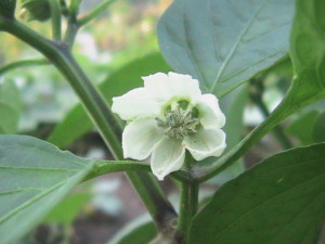 Pepper Flower