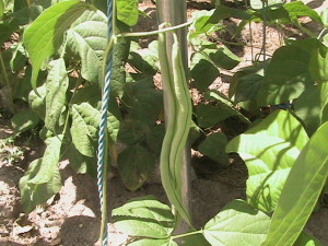 Pole Beans Ready for Harvesting