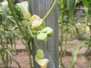 Pole Bean Flowers