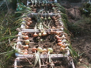 Onions Drying in Totes