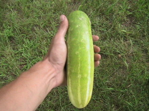 First Cucumber of 2015