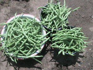 14 Pounds of Pole Beans