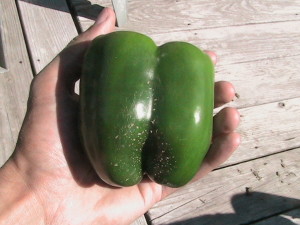 Large Pepper Picked