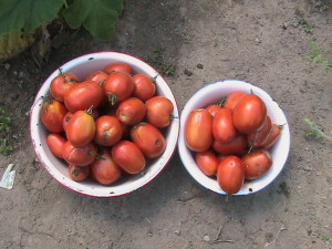 Two Bowls Filled with Roma Tomatoes